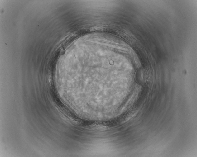 X0000070360648200607072104