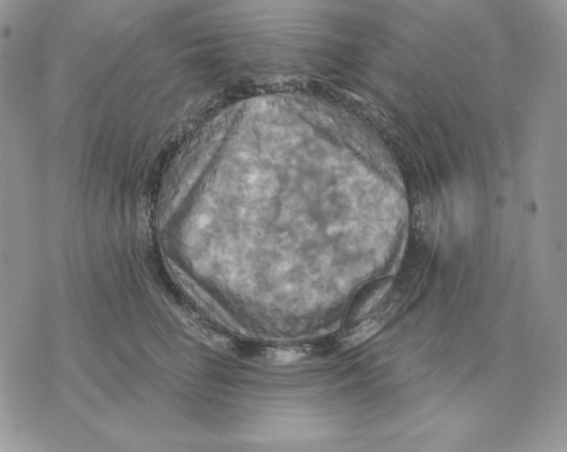 X0000070360662200607072104