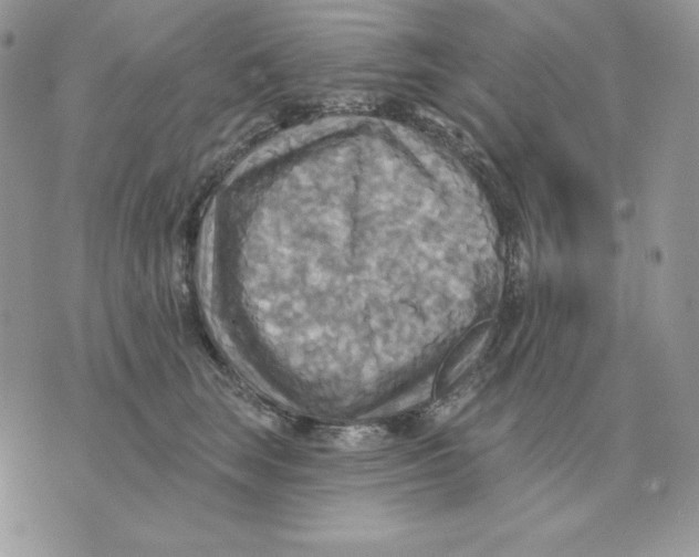 X0000070360663200607072104