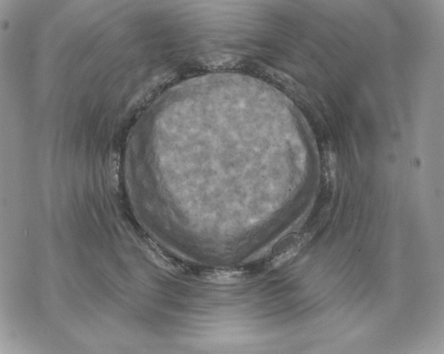 X0000070360664200607072104