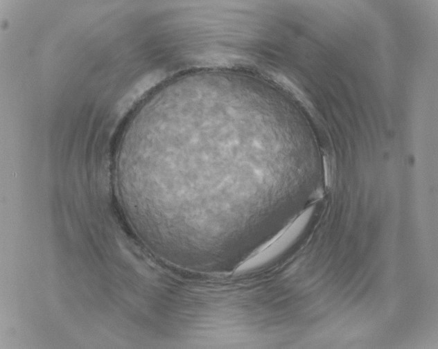 X0000070360675200607072104