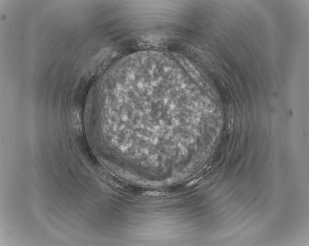 X0000070360699200607072103