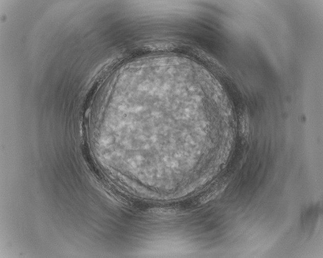 X0000070360733200607072102