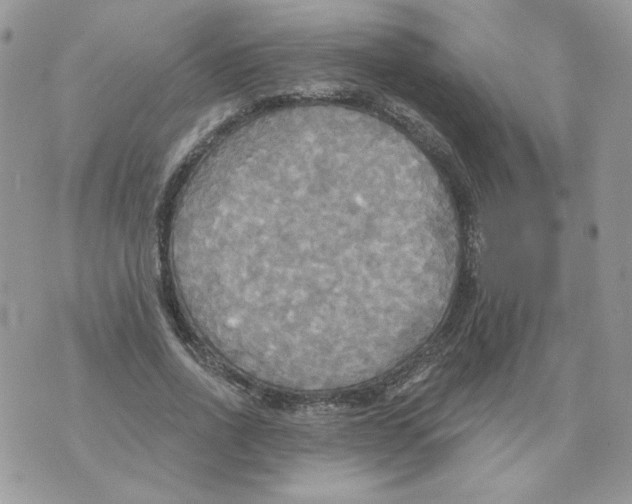 X0000070360734200607072102