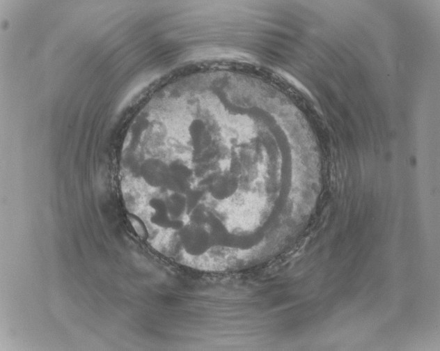 X0000070360775200607072102