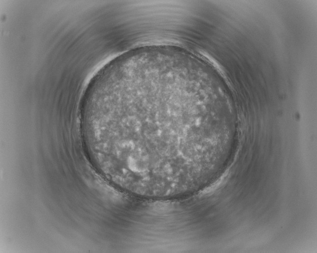 X0000070360779200607072102