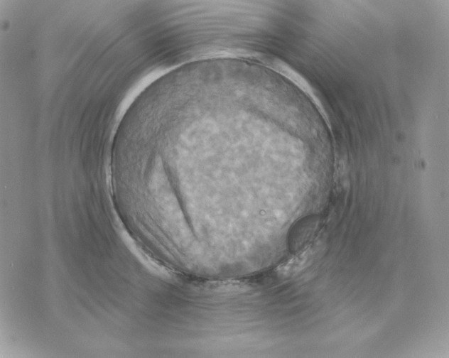 X0000070360811200607072101