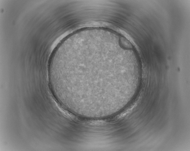 X0000070360837200607072101