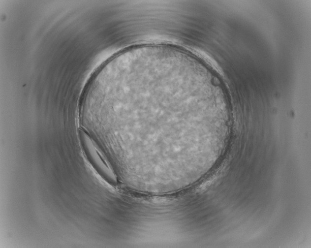 X0000070360839200607072101