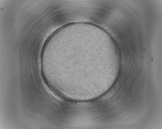 X0000070360840200607072101