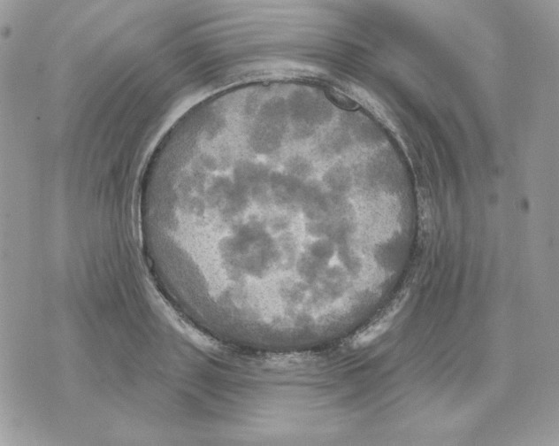 X0000070360843200607072101