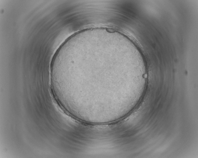 X0000070360844200607072101