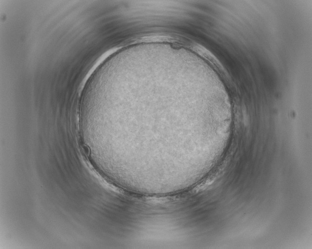 X0000070360852200607072101