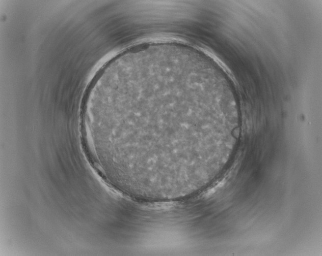 X0000070360853200607072101