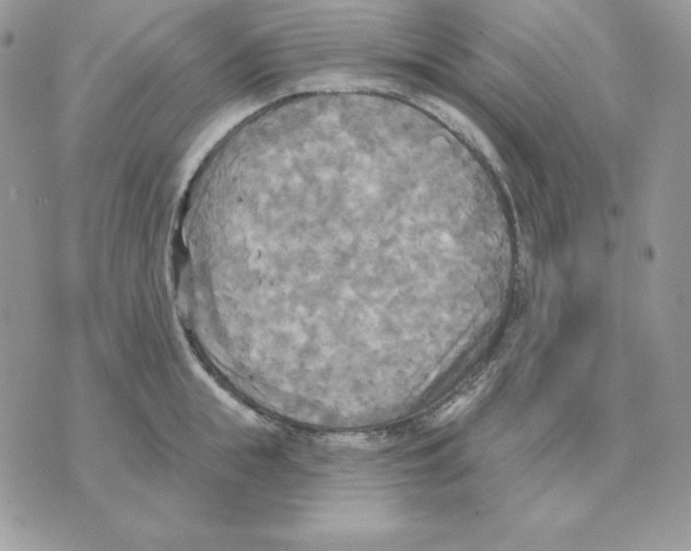 X0000070360855200607072101