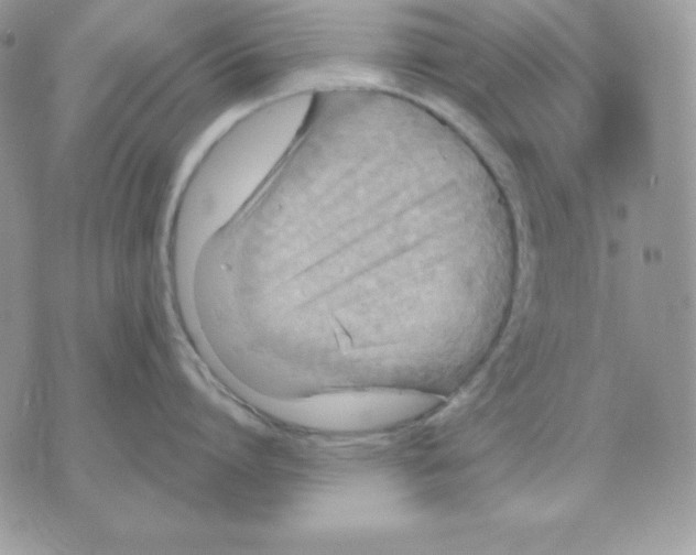 X0000070360864200607072101