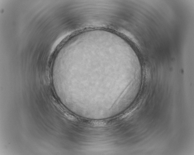 X0000070360878200607072100