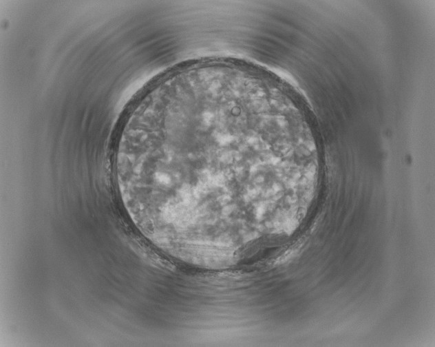 X0000070360879200607072100