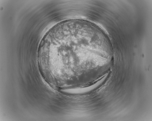 X0000070360895200607072100