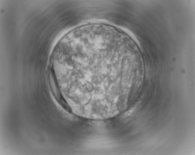 X0000070360911200607072100