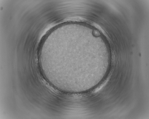 X0000070360923200607072059