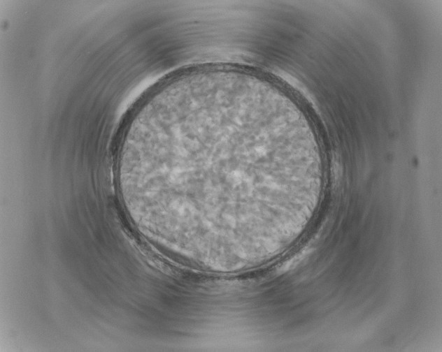 X0000070360925200607072059