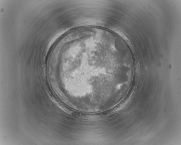 X0000070360933200607072059