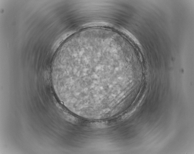 X0000070360937200607072059