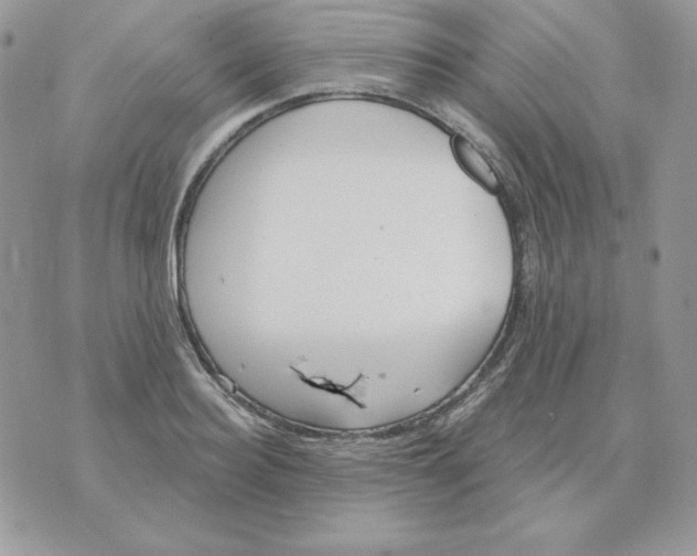 X0000070360940200607072059