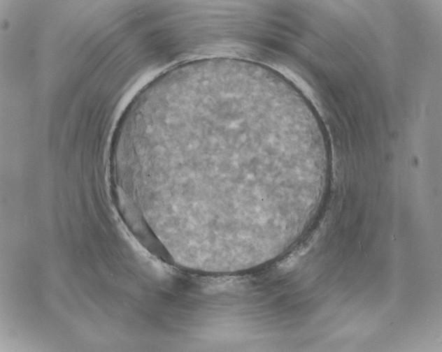 X0000070360949200607072100