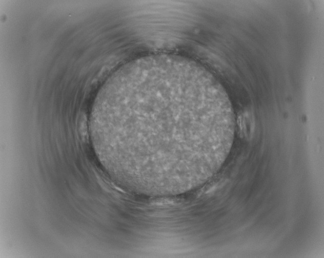 X0000070360963200607072059