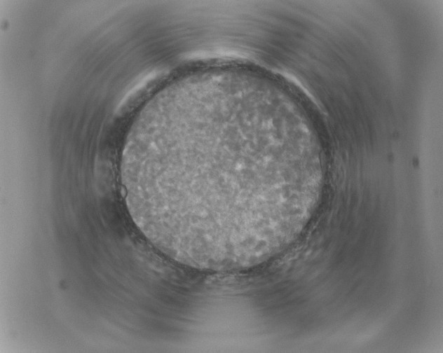 X0000070360967200607072059