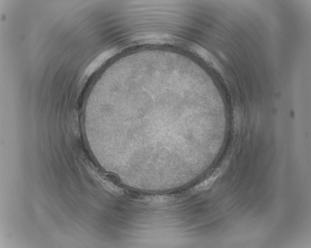 X0000070360970200607072059