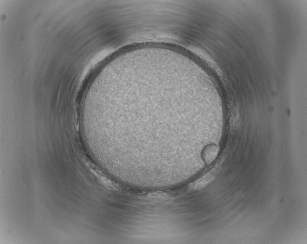 X0000070360974200607072059