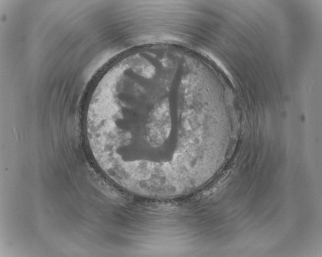 X0000070360975200607072059