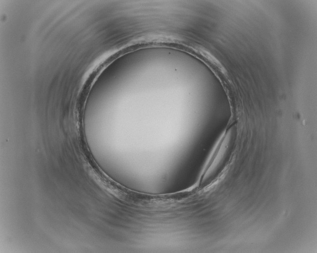 X0000070360981200607072059