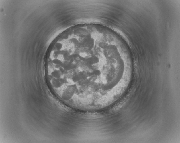 X0000070360983200607072059