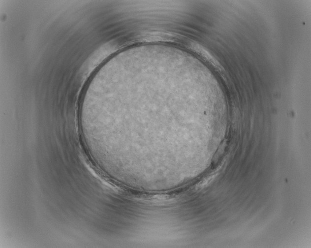 X0000070360986200607072059