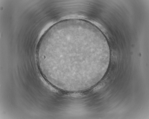 X0000070360998200607072058