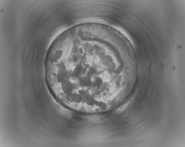 X0000070360999200607072058