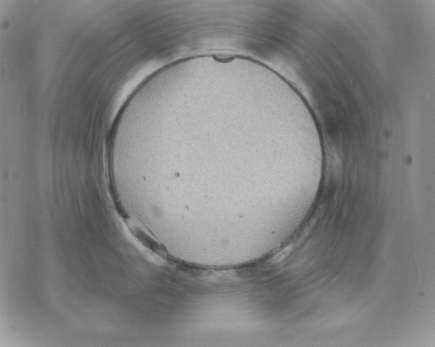 X0000070361006200607072058