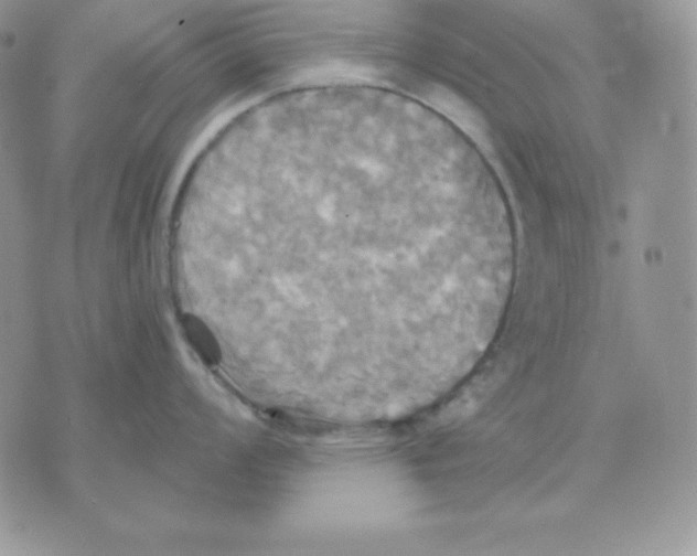 X0000070361008200607072058