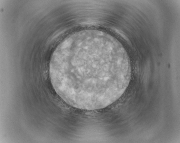 X0000070361015200607072058