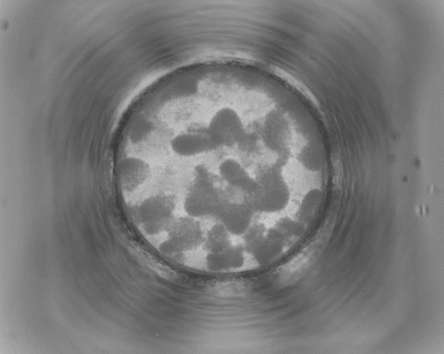 X0000070361021200607072058