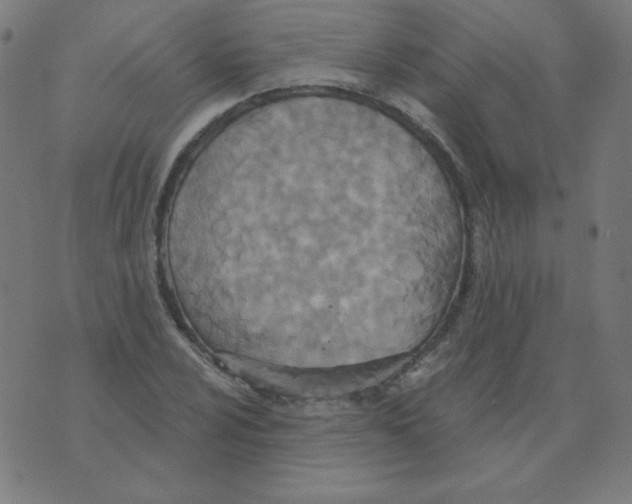 X0000070361024200607072058