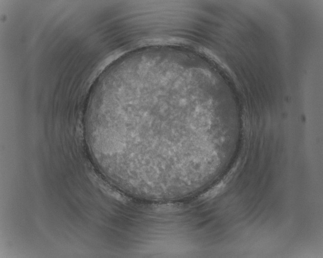 X0000070361025200607072058