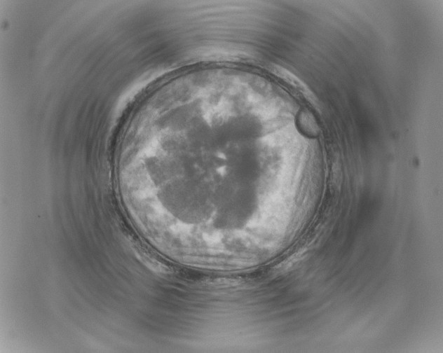 X0000070361027200607072058