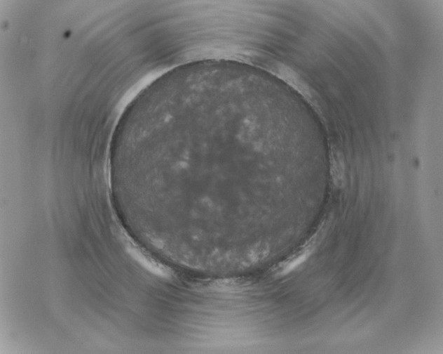 X0000070361028200607072058