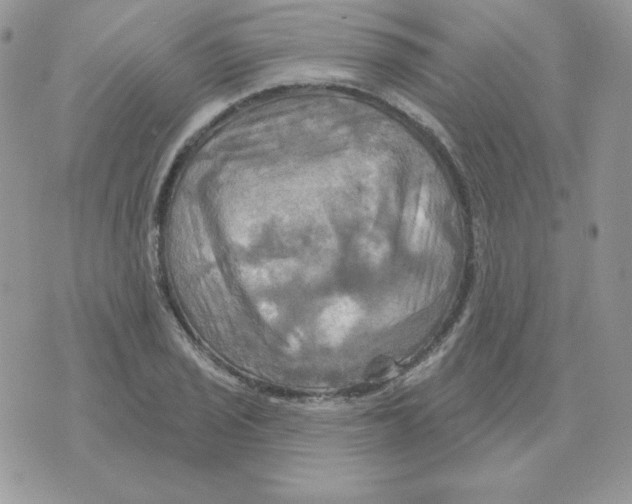 X0000070361029200607072058