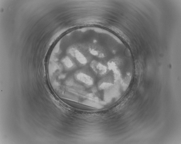 X0000070361031200607072058